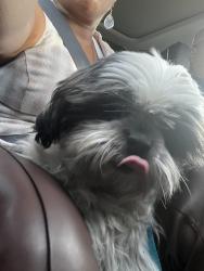 Reunited Male Dog last seen Haven Way Kissimmee, FL, Kissimmee, FL 34747