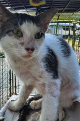 Shelter Stray Male Cat last seen Near BLOCK TERRELL AVE, 4710 TX-151, San Antonio, TX 78227, USA