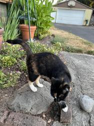 Found/Stray Female Cat last seen 86th & Flavel St., Portland, OR 97266