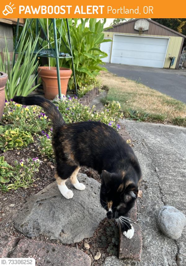 Found/Stray Female Cat last seen 86th & Flavel St., Portland, OR 97266