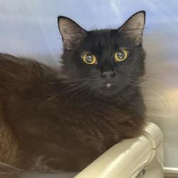 Shelter Stray Female Cat last seen Near BLOCK E TWAIN AVE, LAS VEGAS NV 89169, 655 N Mojave Rd, Las Vegas, NV 89101, USA