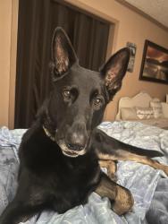 Reunited Male Dog last seen 35th and S. Crysler, Independence, MO 64055