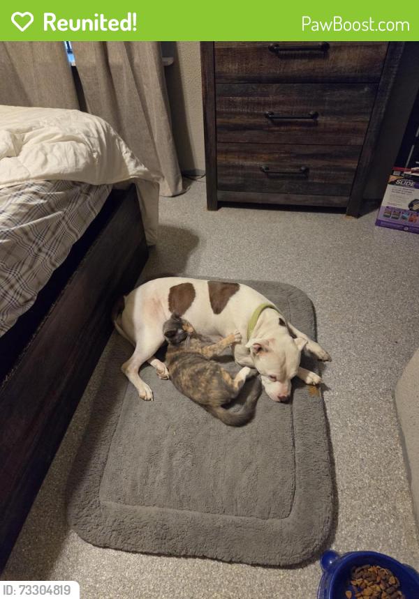 Reunited Female Dog last seen Near FM 2090, Conroe, TX 77306, USA, Conroe, TX 77306
