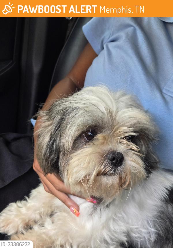 Found/Stray Unknown Dog last seen Barnstable and Nipoma Cv, Memphis, TN 38125