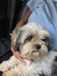 Found/Stray Unknown Dog last seen Barnstable and Nipoma Cv, Memphis, TN 38125