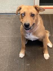 Shelter Stray Female Dog last seen Near BLOCK S JASON PL, 4522 W 3500 S, West Valley City, UT 84120, USA
