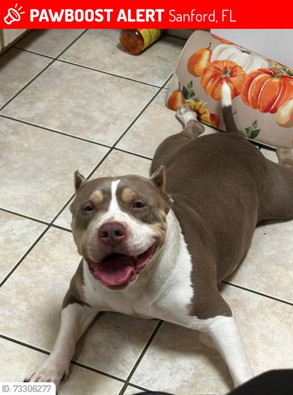 Lost Female Dog last seen Harding Ave, Sanford, FL 32771