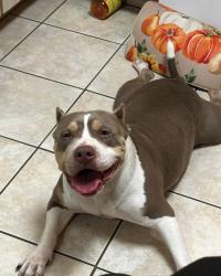 Lost Female Dog last seen Harding Ave, Sanford, FL 32771