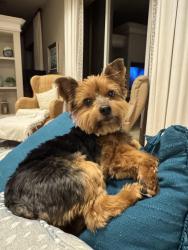 Reunited Female Dog last seen Centerville, Tallahassee, FL 32309