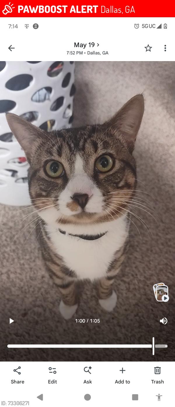 Lost Male Cat last seen Nebo Rd/Nebo Elementary, Dallas, GA 30157