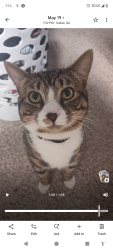 Lost Male Cat last seen Nebo Rd/Nebo Elementary, Dallas, GA 30157
