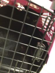 Shelter Stray Unknown Cat last seen Near BLOCK E 149TH PL / TNR ADDRESS 15053 ULSTER WY, 12155 Park Blvd, Brighton, CO 80601, USA