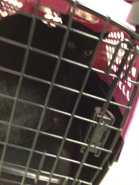 Shelter Stray Unknown Cat last seen Near BLOCK E 149TH PL / TNR ADDRESS 15053 ULSTER WY, 12155 Park Blvd, Brighton, CO 80601, USA