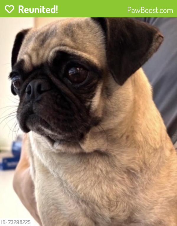Reunited Female Dog last seen Coit and Spring Valley, Richardson, TX 75080