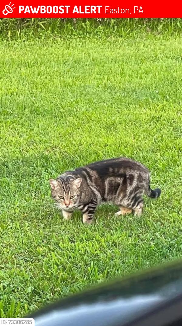 Lost Female Cat last seen Near danberry drive in old orchard, Easton, PA 18045