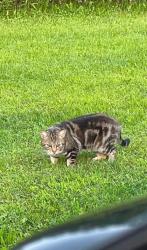 Lost Female Cat last seen Near danberry drive in old orchard, Easton, PA 18045