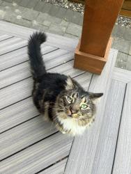 Lost Male Cat last seen Near 68 Ave, Surrey, BC V3S, Surrey, BC V3S 9H5
