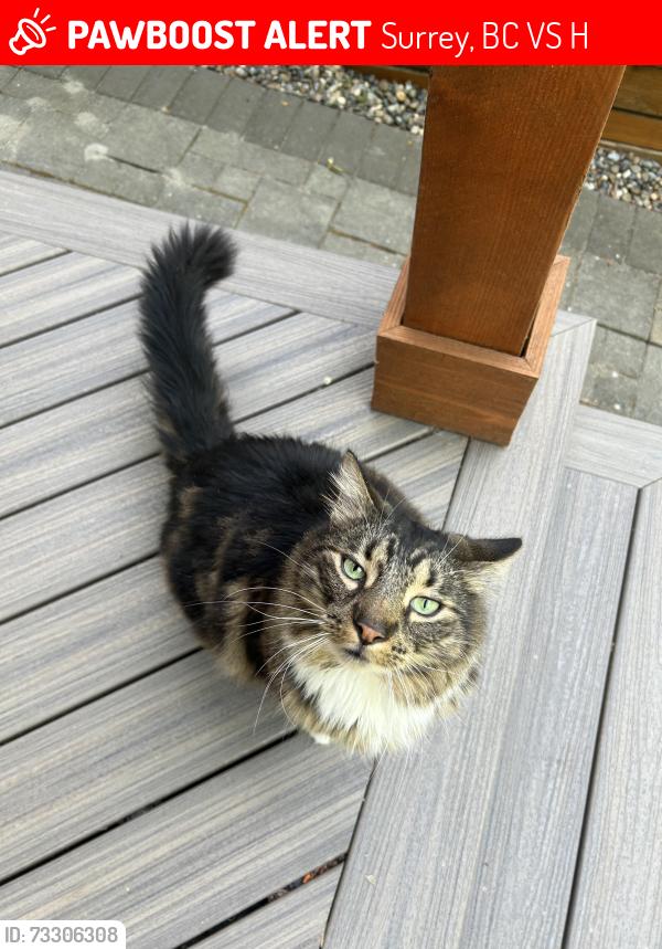 Lost Male Cat last seen Near 68 Ave, Surrey, BC V3S, Surrey, BC V3S 9H5