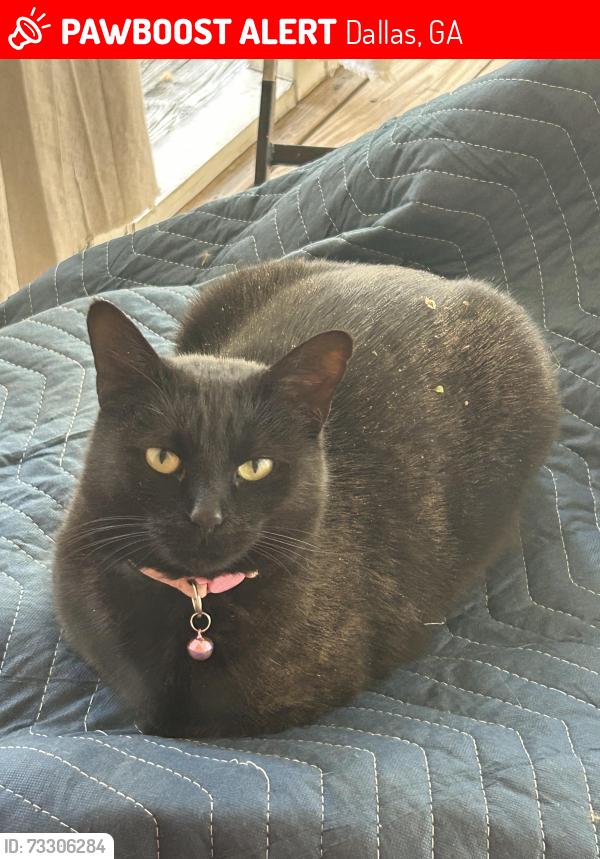 Lost Female Cat last seen Downtown Dallas area near Dallas Memory Gardens Cemetery, Dallas, GA 30157