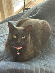 Lost Female Cat last seen Downtown Dallas area near Dallas Memory Gardens Cemetery, Dallas, GA 30157