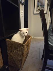 Lost Male Cat last seen Alva rd, San Diego, CA 92127