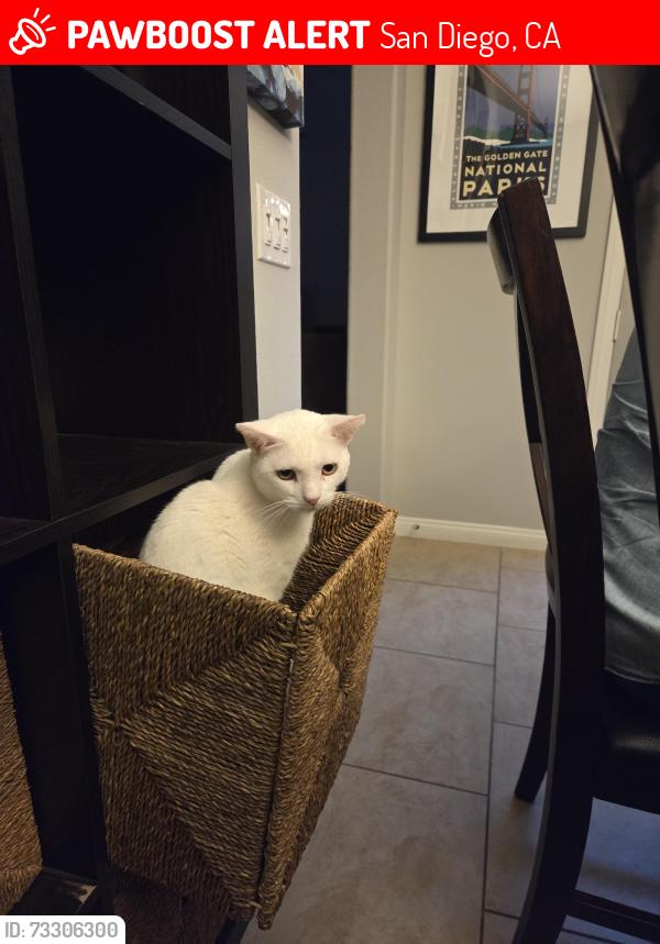 Lost Male Cat last seen Alva rd, San Diego, CA 92127