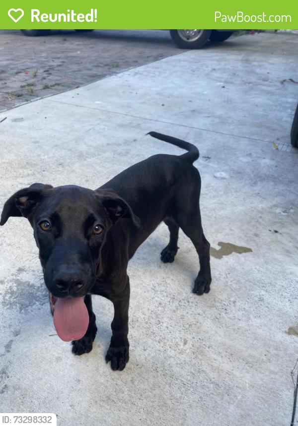 Reunited Male Dog last seen Near nw 133rd st, North Miami, FL 33168