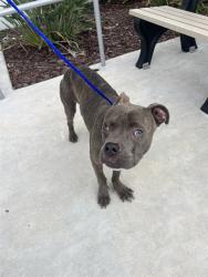 Shelter Stray Male Dog last seen Near BLOCK NW 27TH AVE, 3599 NW 79th Ave, Doral, FL 33122, USA