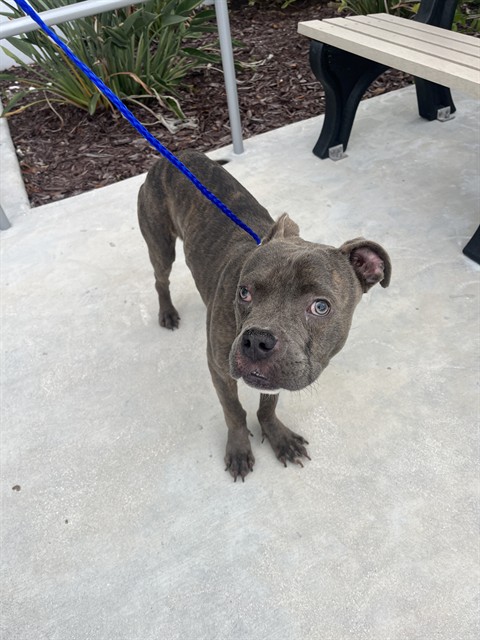 Shelter Stray Male Dog last seen Near BLOCK NW 27TH AVE, 3599 NW 79th Ave, Doral, FL 33122, USA