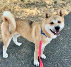 Shelter Stray Male Dog last seen SE Powell Blvd / SE 102nd Ave, PORTLAND, OR, 97266, 1700 W Historic Columbia River Hwy, Troutdale, OR 97060, USA