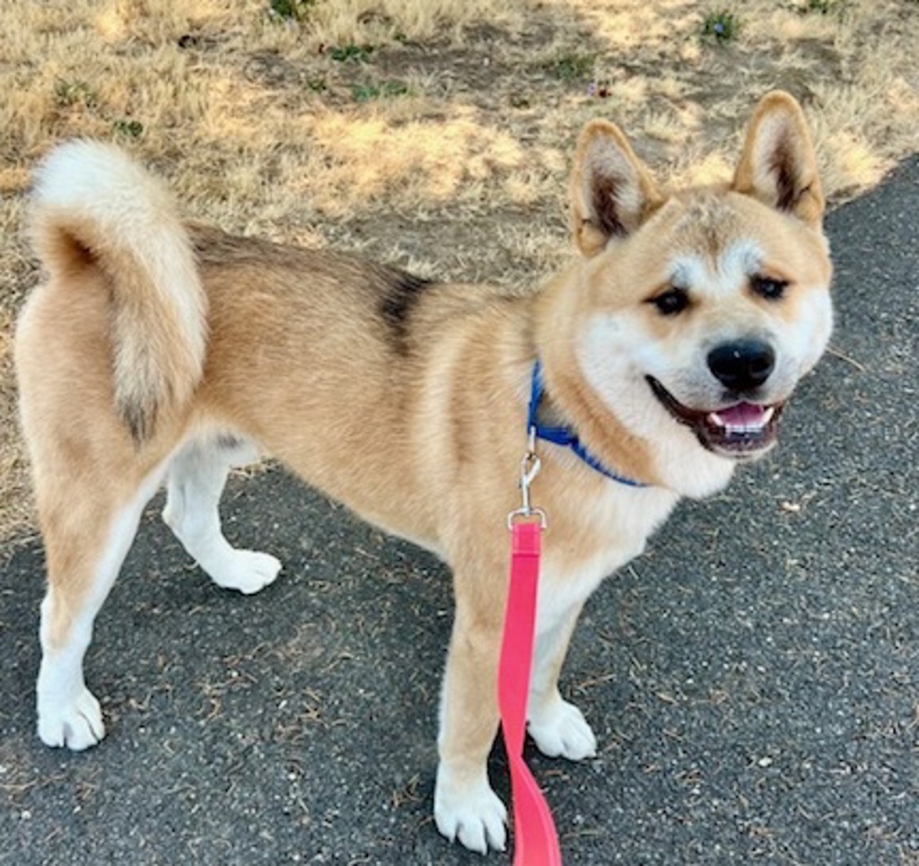 Shelter Stray Male Dog last seen SE Powell Blvd / SE 102nd Ave, PORTLAND, OR, 97266, 1700 W Historic Columbia River Hwy, Troutdale, OR 97060, USA
