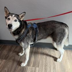 Shelter Stray Female Dog last seen Near Melody Lane, El Cajon, CA, 92019, 5500 Gaines St, San Diego, CA 92110, USA