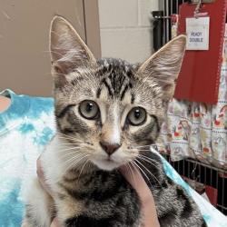 Shelter Stray Male Cat last seen OR, 1700 W Historic Columbia River Hwy, Troutdale, OR 97060, USA