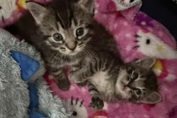 Shelter Stray Male Cat last seen Near Wayside Avenue, El Cajon, CA, 92021, El Cajon, CA 92020, USA