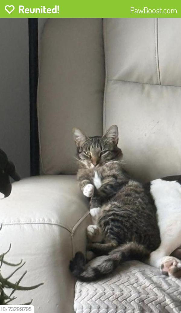 Reunited Female Cat last seen Off of lewiston Rd., Gray, Gray, ME 04039