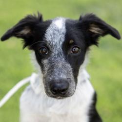 Shelter Stray Male Dog last seen Near Norma Way, LIVERMORE, CA, 94550, 8323 Baldwin St, Oakland, CA 94621, USA