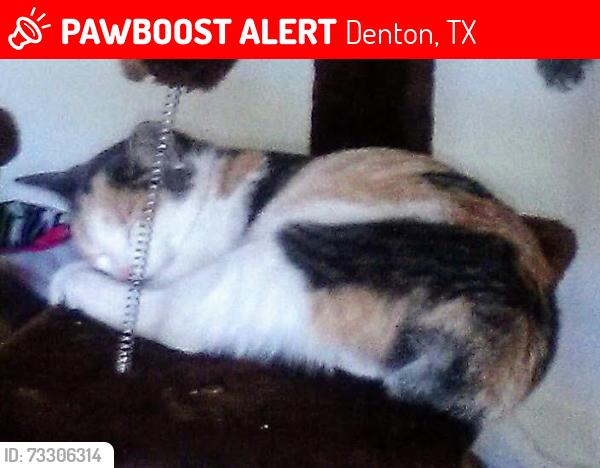 Lost Female Cat last seen Near S Interstate 35 and londonderry, Denton, TX 76205