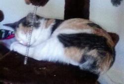 Lost Female Cat last seen Near S Interstate 35 and londonderry, Denton, TX 76205