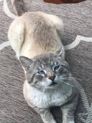Lost Male Cat last seen Lucerne Drive Priestley Rd Sprinhill Farms, Reynoldsburg, OH 43068