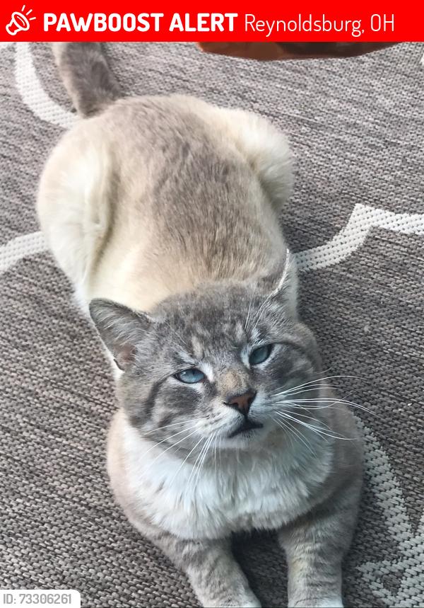 Lost Male Cat last seen Lucerne Drive Priestley Rd Sprinhill Farms, Reynoldsburg, OH 43068