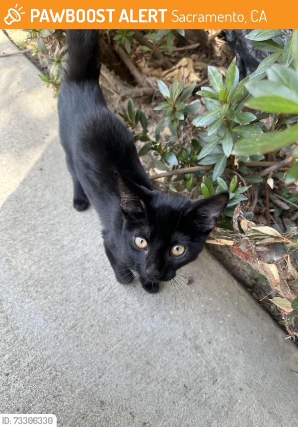 Found/Stray Unknown Cat last seen Down town Sacramento, Sacramento, CA 95814