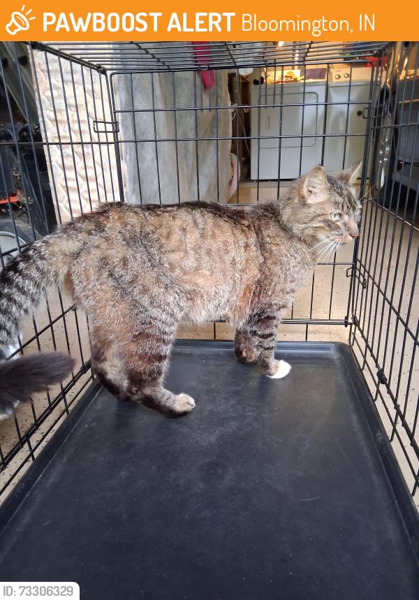 Surrendered Unknown Cat last seen Monroe county ymca southeast branch, Bloomington, IN 47401