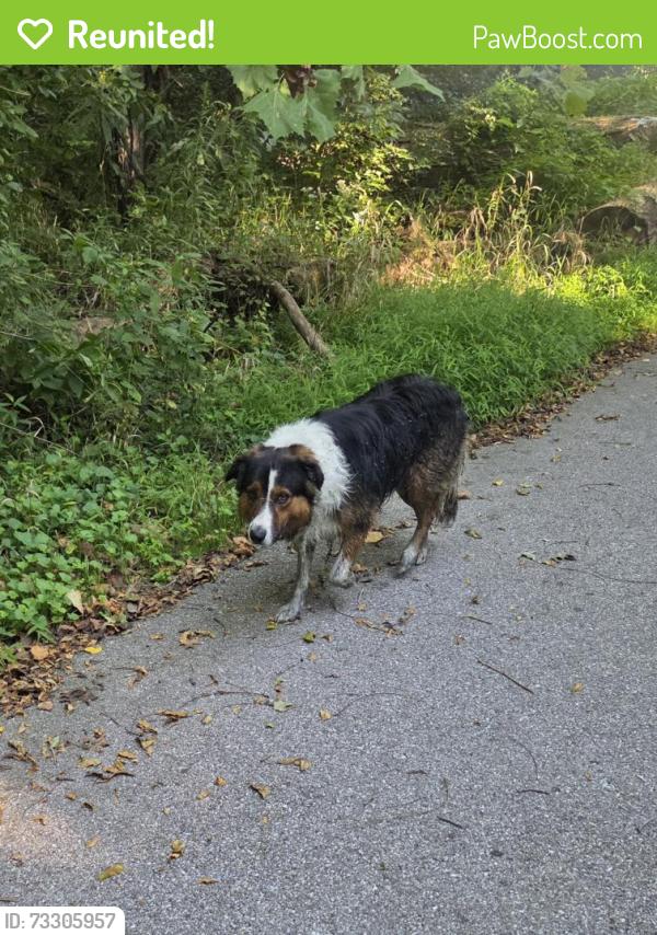 Reunited Male Dog last seen In the woods on the trail between Wolf Run and Hunters Crossing neighborhoods., Indianapolis, IN 46239