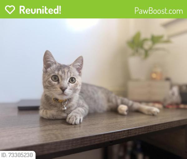 Reunited Female Cat last seen E broadway and Loma, Long Beach, CA 90803