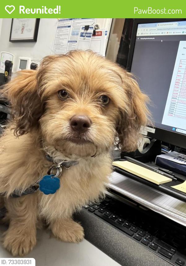 Reunited Male Dog last seen Near Katy Hollow Dr, Katy, TX 77449, USA, Katy, TX 77449