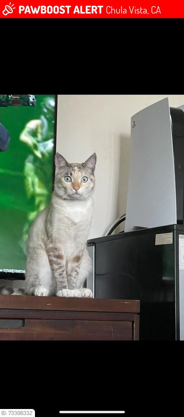 Lost Female Cat last seen Chula Vista Bayfront Park, Chula Vista, CA 91910
