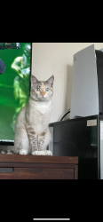 Lost Female Cat last seen Chula Vista Bayfront Park, Chula Vista, CA 91910