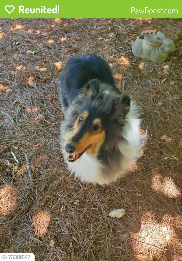 Reunited Female Dog last seen Heritage Trace road, Newnan, GA 30263
