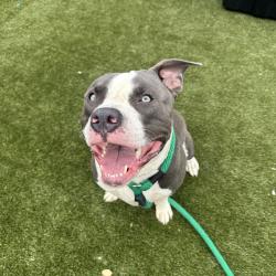 Shelter Stray Male Dog last seen , Animal Care & Control Team of Philly, 111 W Hunting Park Ave, Philadelphia, PA 19140, USA