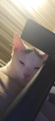 Found/Stray Male Cat last seen 15th Ave sw Huntsville AL, Huntsville, AL 35805